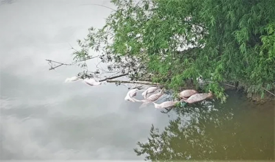 Trích xuất camera tìm thủ phạm vứt 20 con lợn chết xuống sông ở Hà Tĩnh