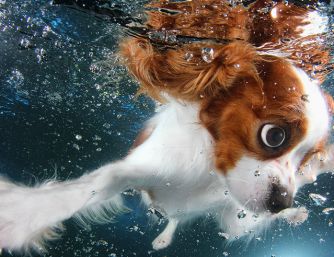 Hình ảnh dễ thương của những chú chó bơi lội dưới nước