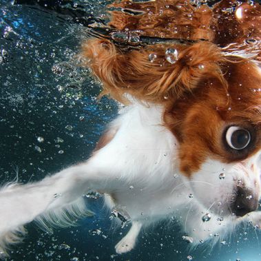 Hình ảnh dễ thương của những chú chó bơi lội dưới nước