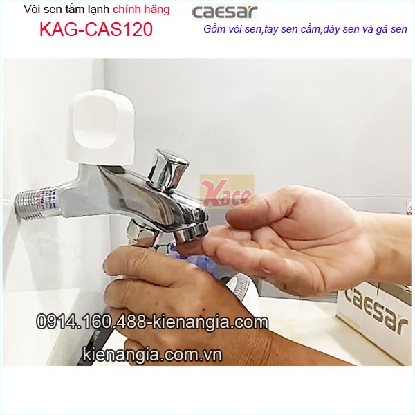 KAG-CAS120-Sen-TAM-lanh-Caesar-chinh-hang-KAG-CAS120-22