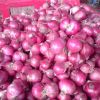 Red Shallot