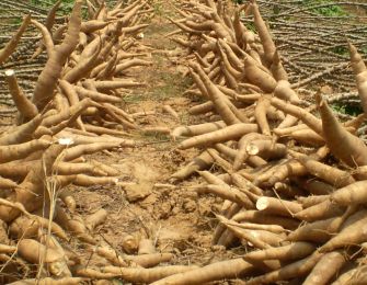 Cassava starch processing