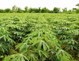Cassava Starch Production