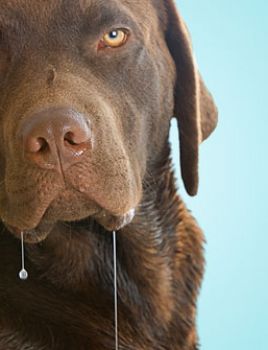 What to do when your dog is vomiting