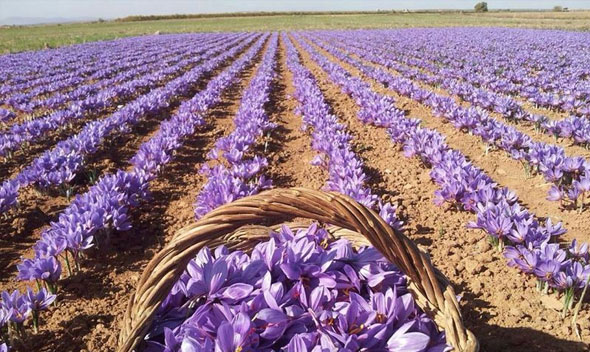 Vườn trồng Saffron ở La Mancha, Tây Ban Nha