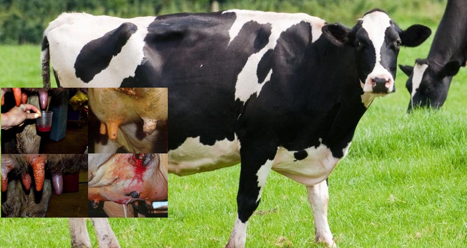 Bệnh viêm vú trên bò sữa