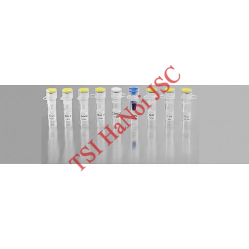 Kít sinh phẩm dùng cho phản ứng hai bước RT-PCR