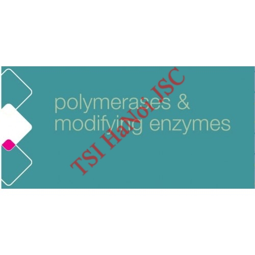 Enzyme cắt nối T4 DNA Polymerase