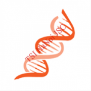 Perfect size DNA Molecular Weight Ladders
