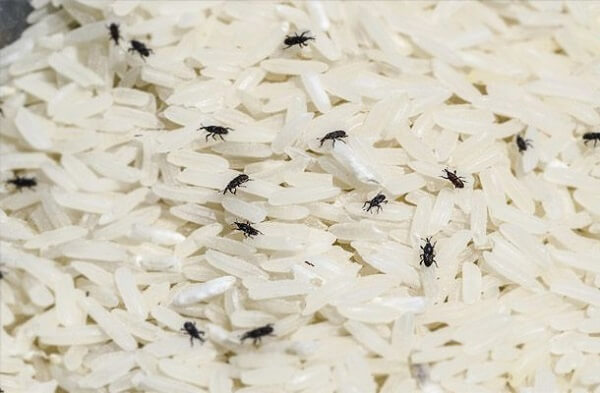 Mọt gạo gây ảnh hưởng sức khoẻ khi ăn phải